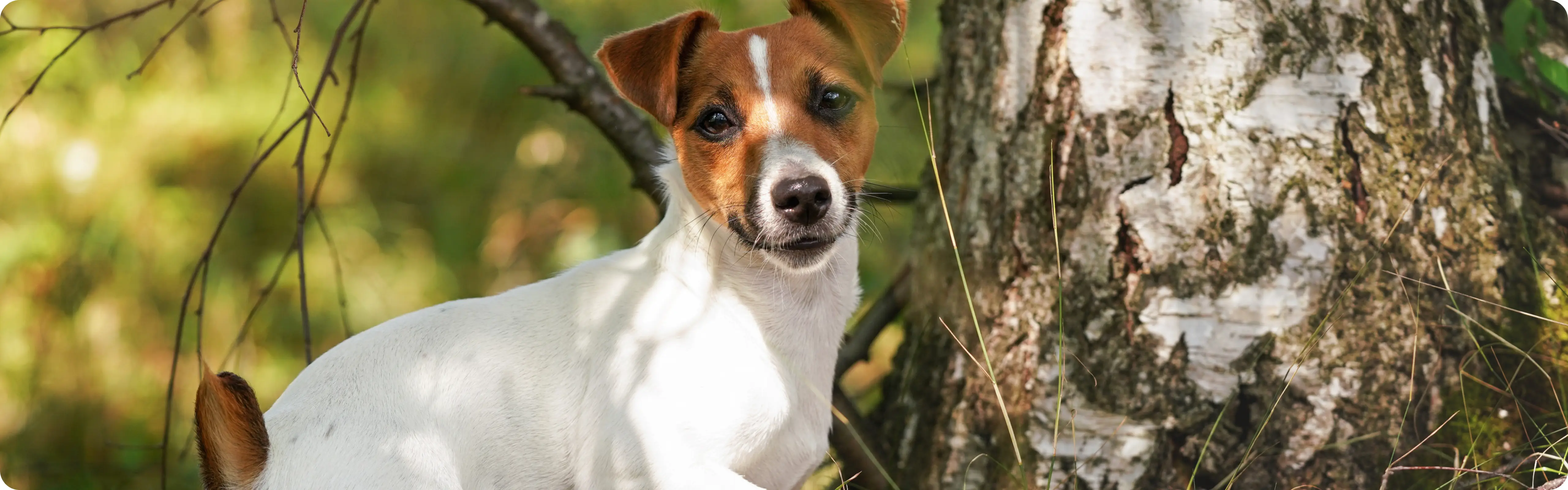 Jack Russell Terrier