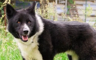 The Karelian Bear Dog is a fearless, loyal hunting breed from Finland, known for its courage, stamina, and independence. Best for experienced, active owners.