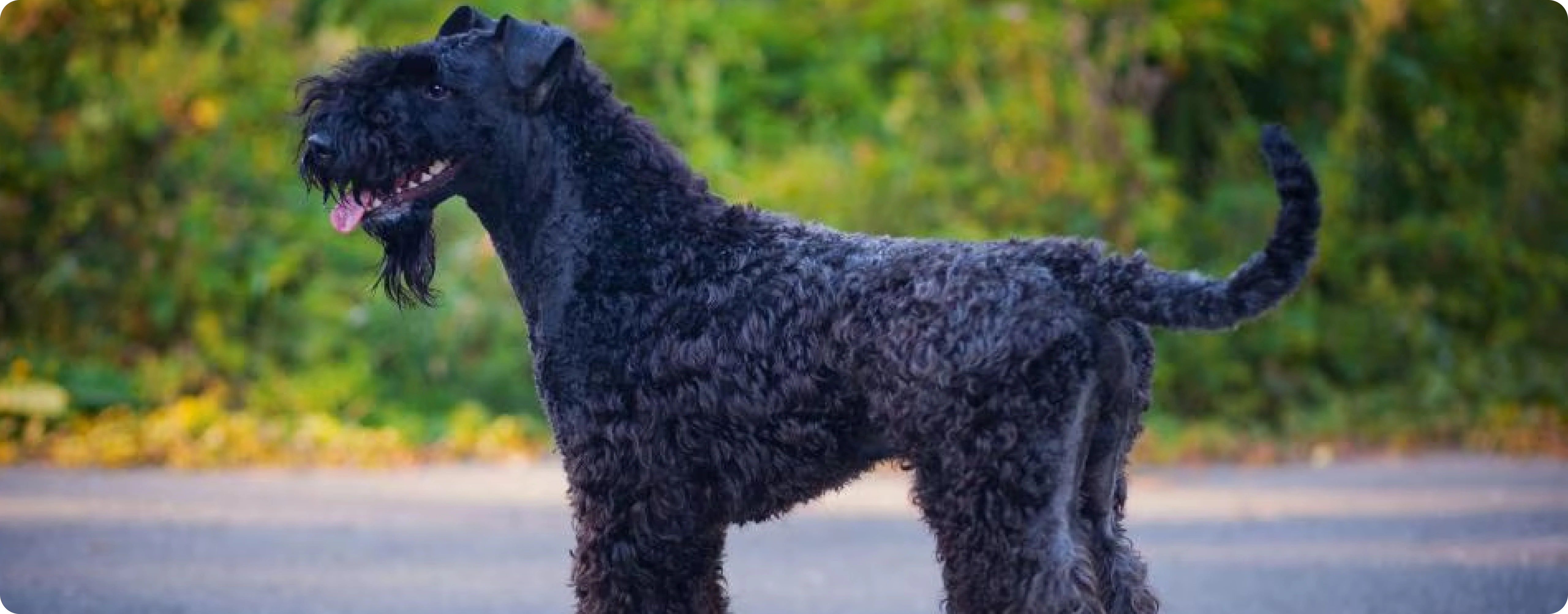 Kerry Blue Terrier