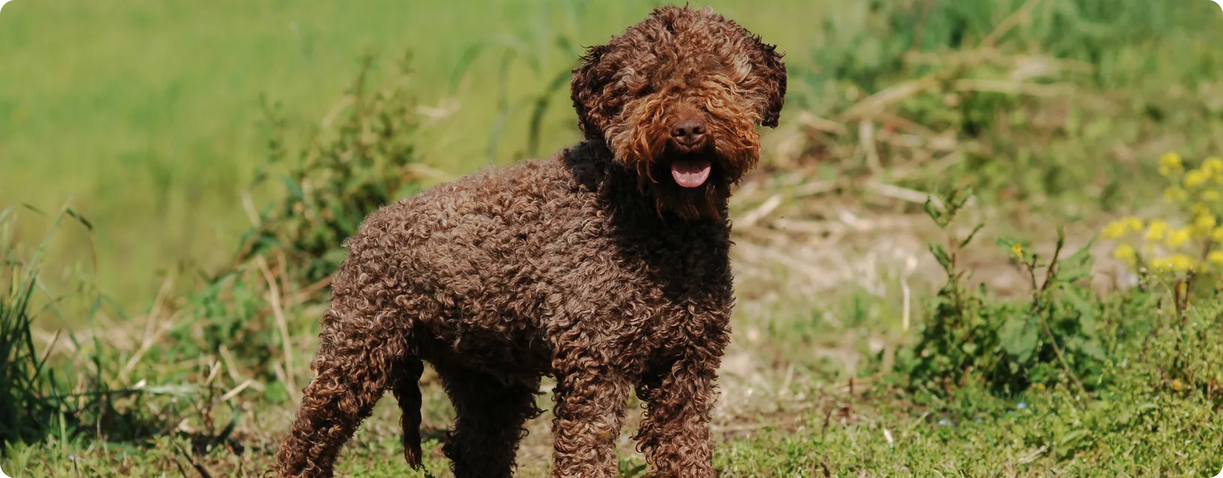 Lagotto Romagnolo