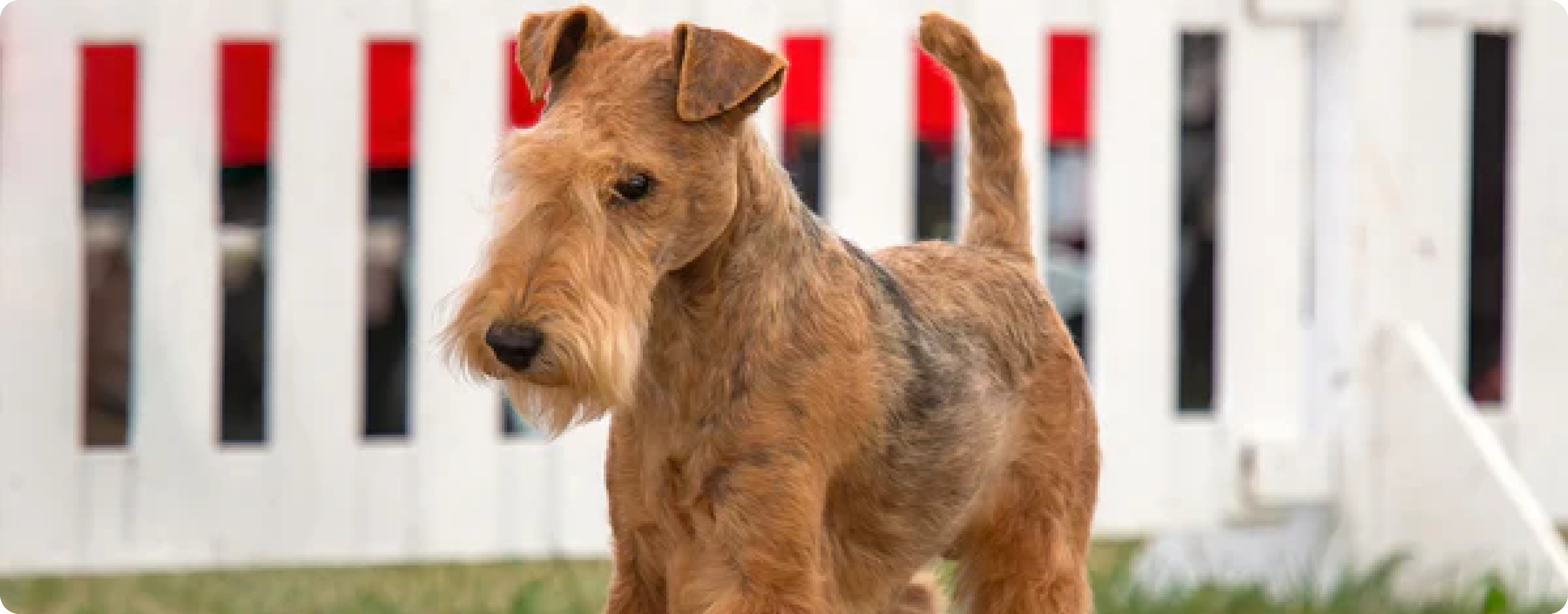 Lakeland Terrier