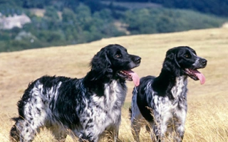 The Large Munsterlander is a versatile German hunting breed—loyal, athletic, and eager to please. Excellent in the field and affectionate at home.
