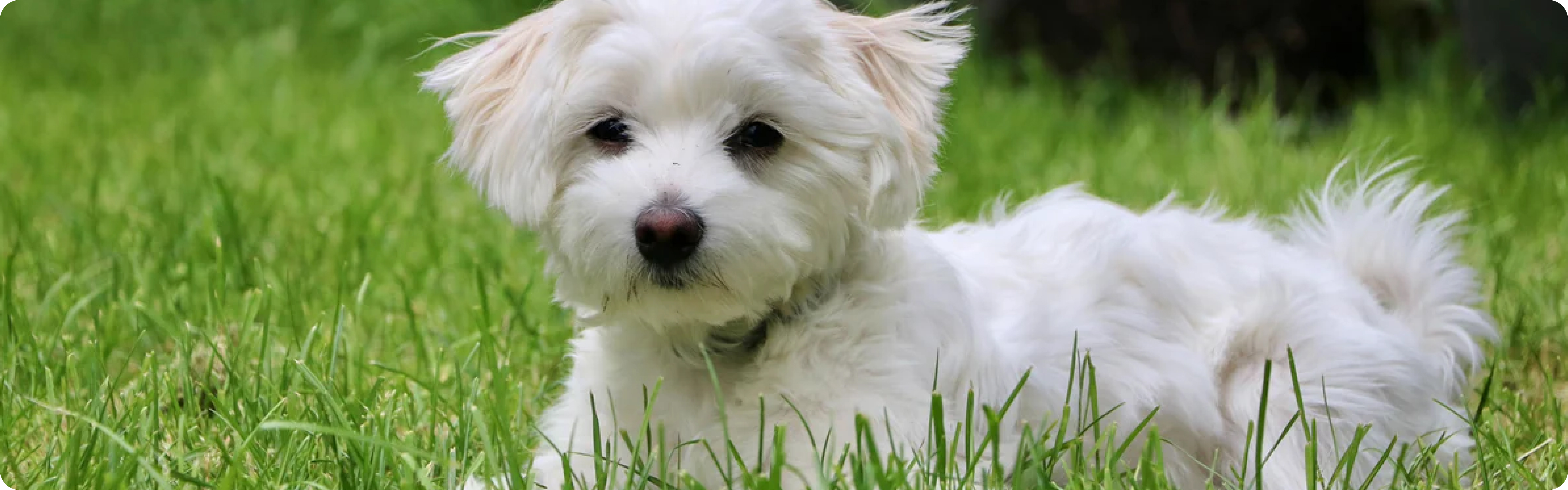 Maltese