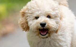 Discover the Maltipoo – a loving, intelligent, and hypoallergenic hybrid dog. Learn about coat care, training, temperament, and daily needs.