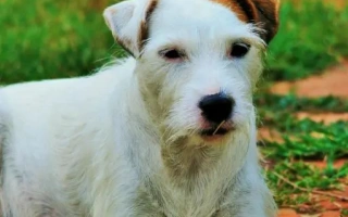 Explore the Parson Russell Terrier – a bold, athletic terrier with a sharp mind and boundless energy. Learn about its temperament, care, and training needs.