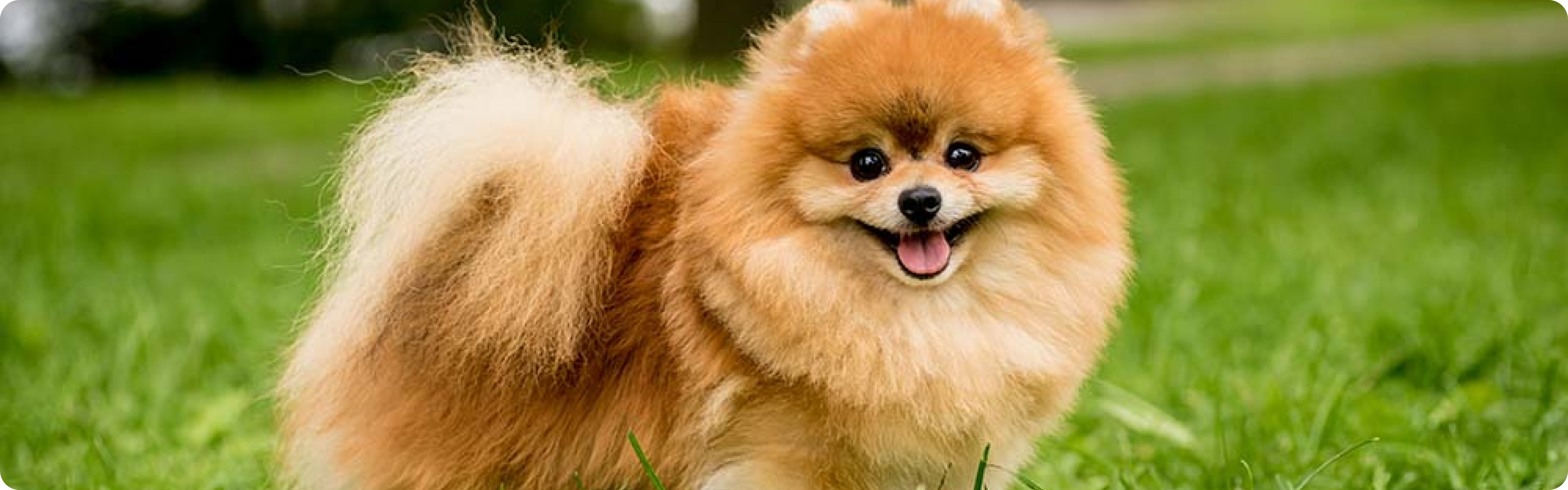 Pomeranian
