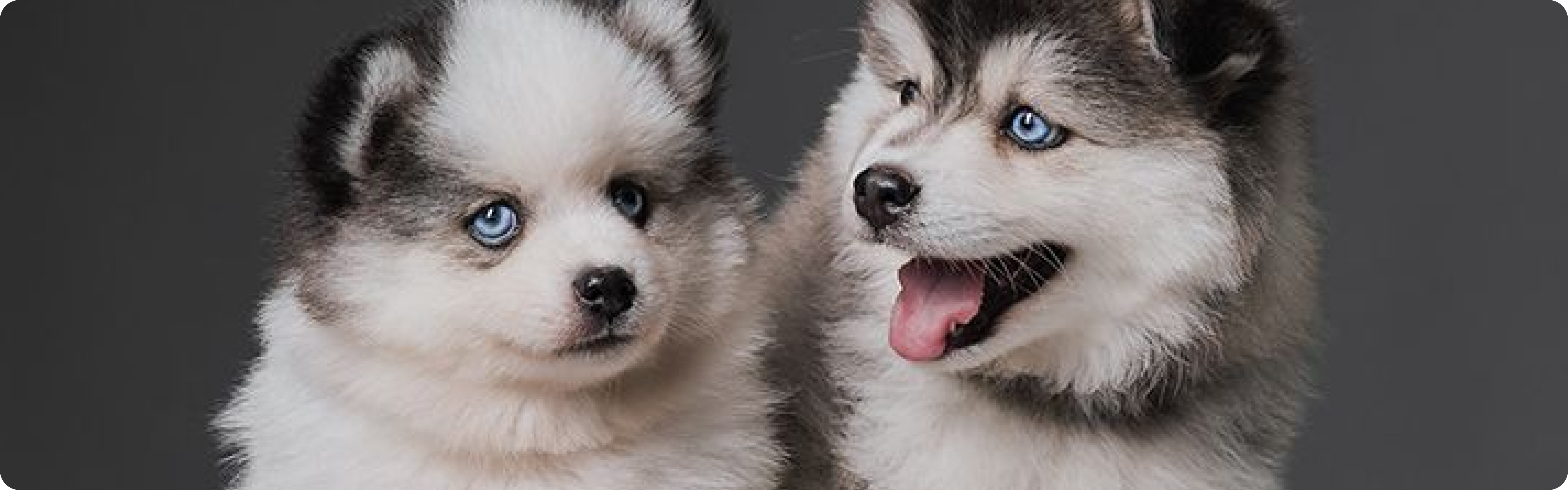 Pomsky
