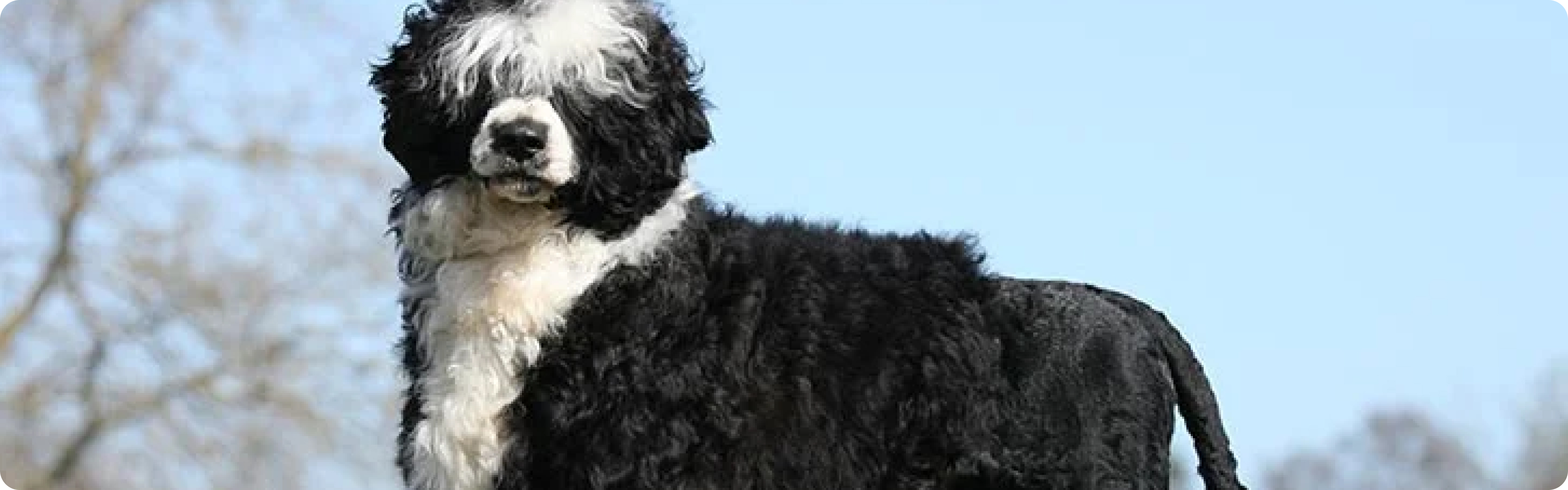 Portuguese Water Dog