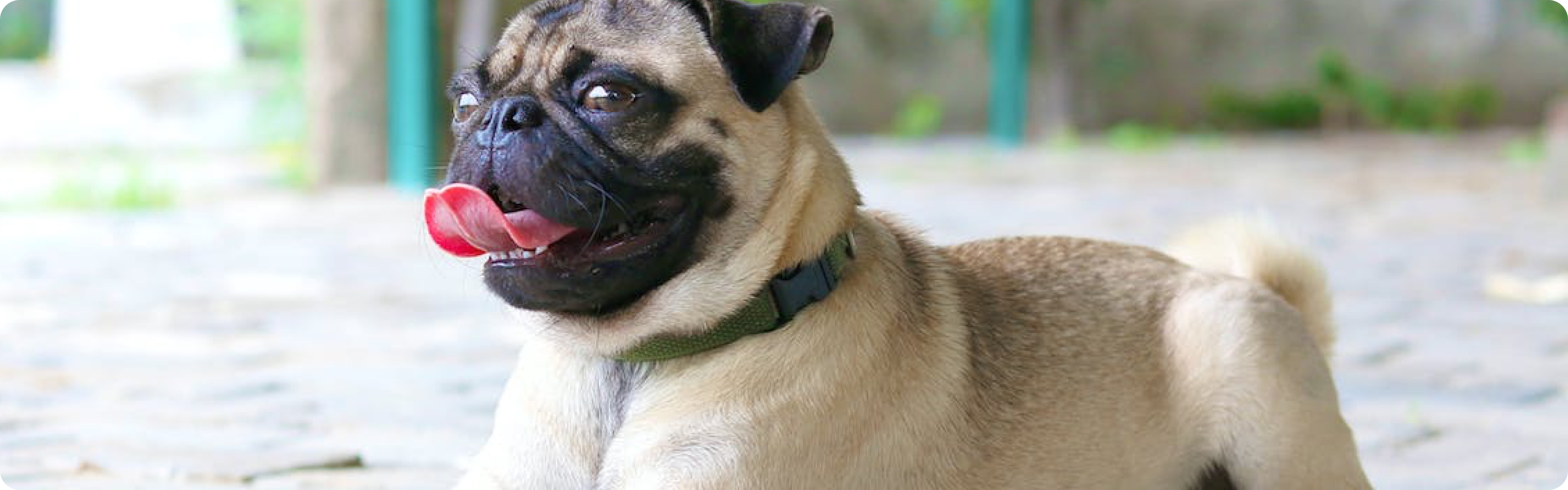Pug
