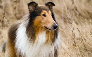 Discover the Rough Collie – a smart, gentle, and beautiful breed with a long, luxurious coat. Learn about their temperament, care needs, and family suitability.