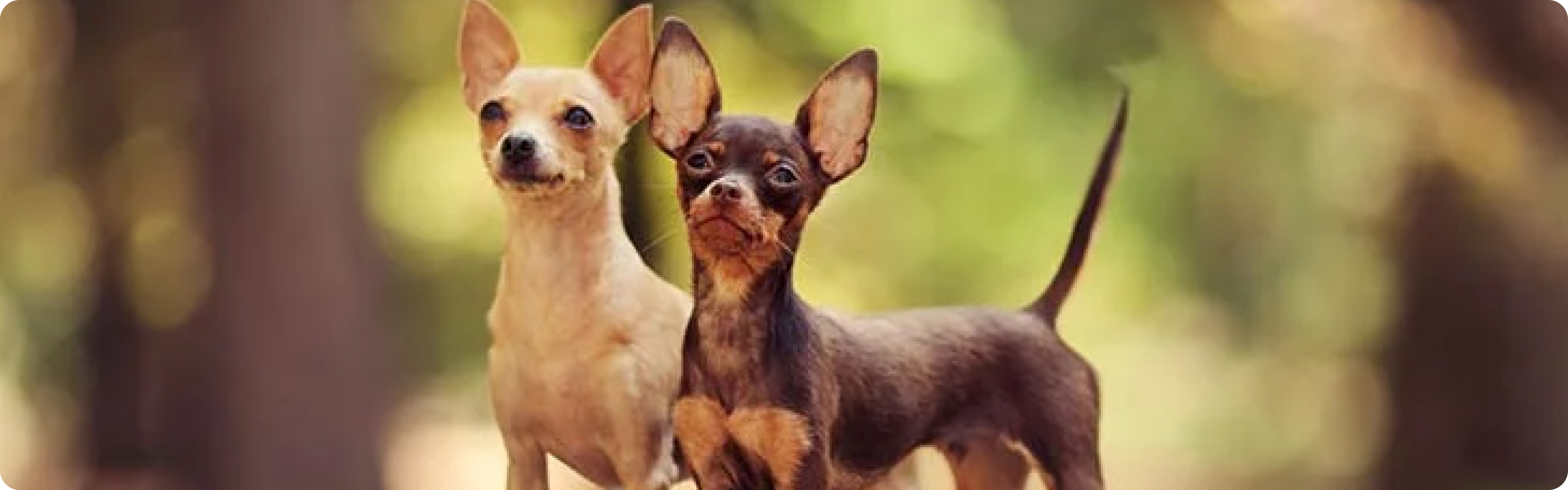 Russian Toy Terrier