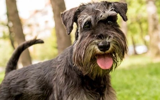 Schnauzer is a bold, smart, and loyal breed available in three sizes. Great for active families, watchdogs, and owners who love energetic dogs.
