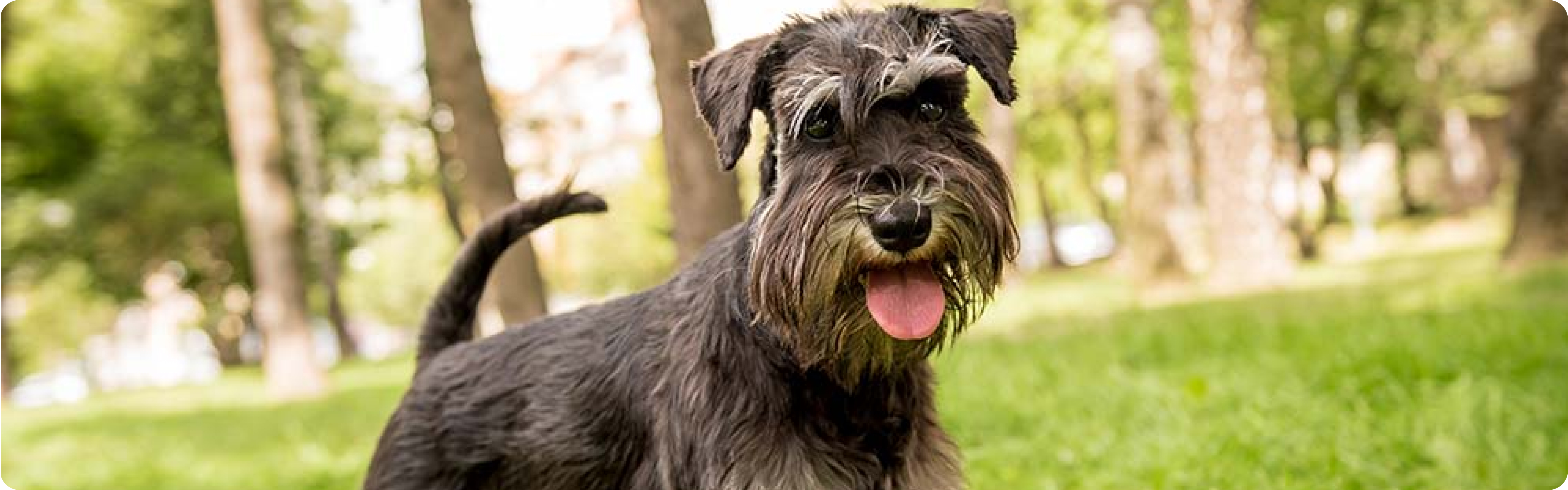 Schnauzer