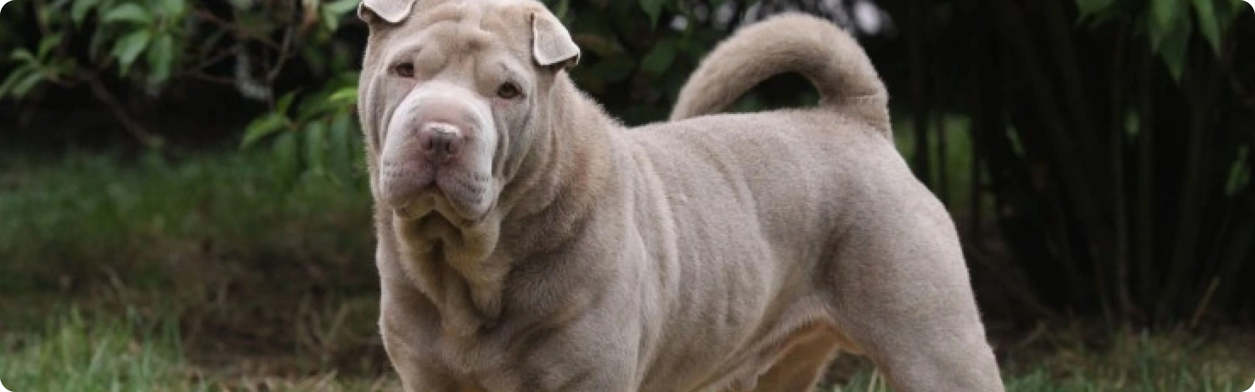 Shar Pei