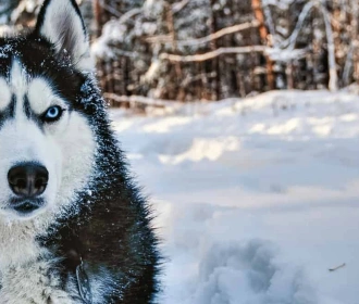 Siberian Husky