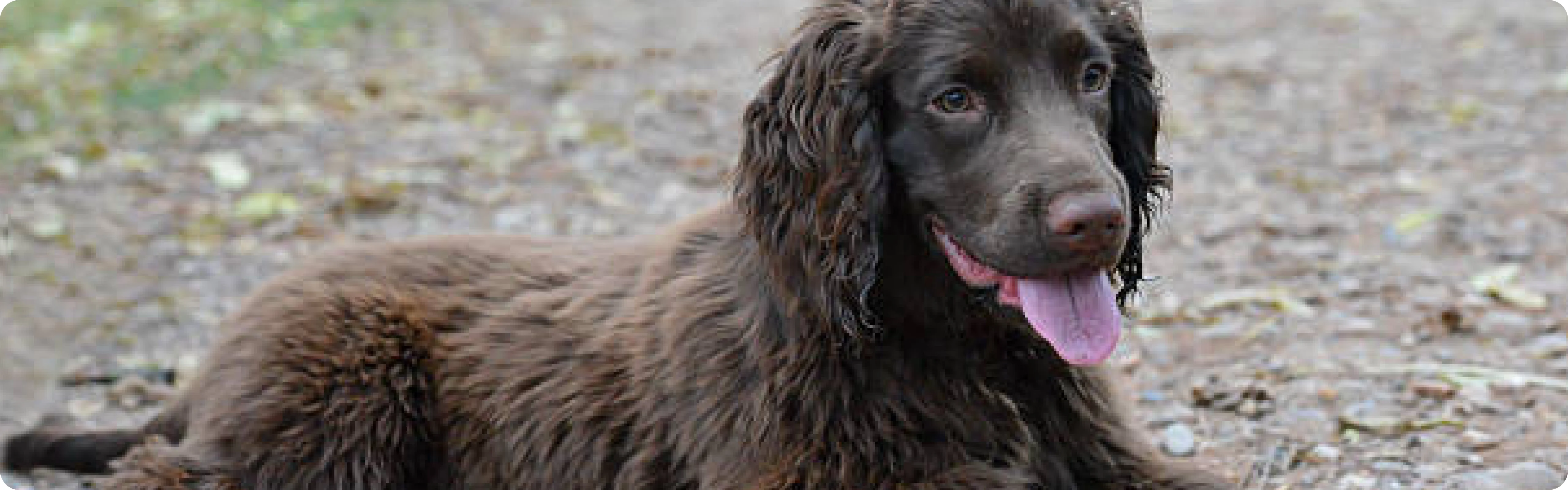 Sprocker