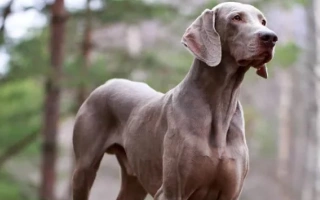 Weimaraner is a sleek, active, and loyal hunting breed. Great for owners who enjoy adventure, training, and an affectionate companion.