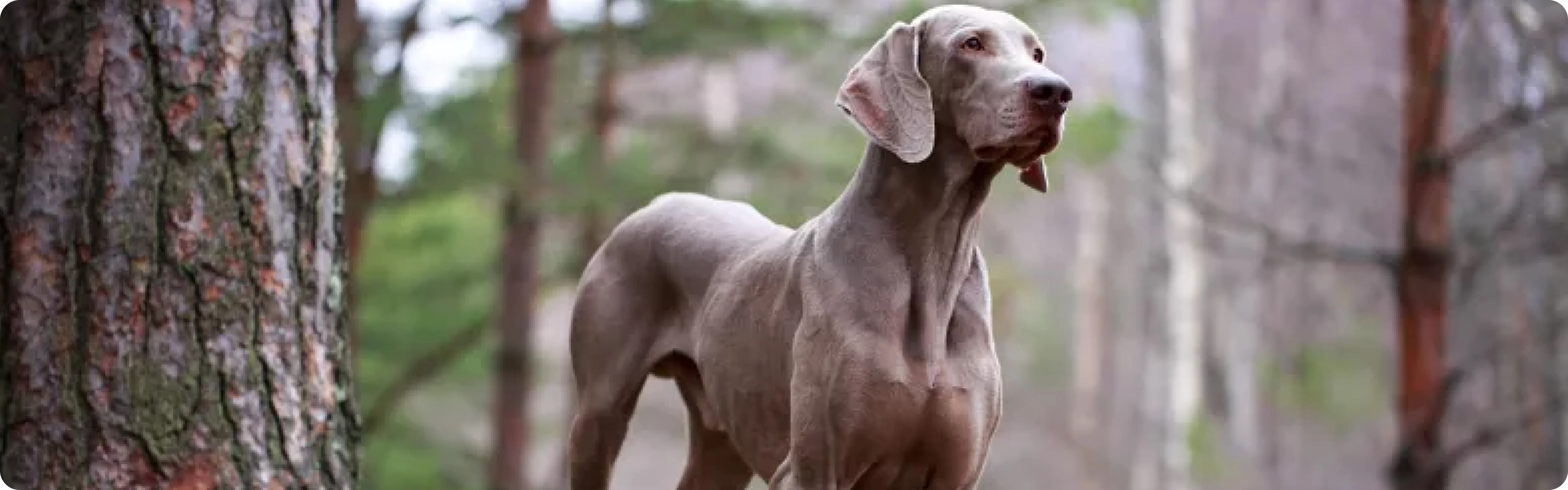 Weimaraner