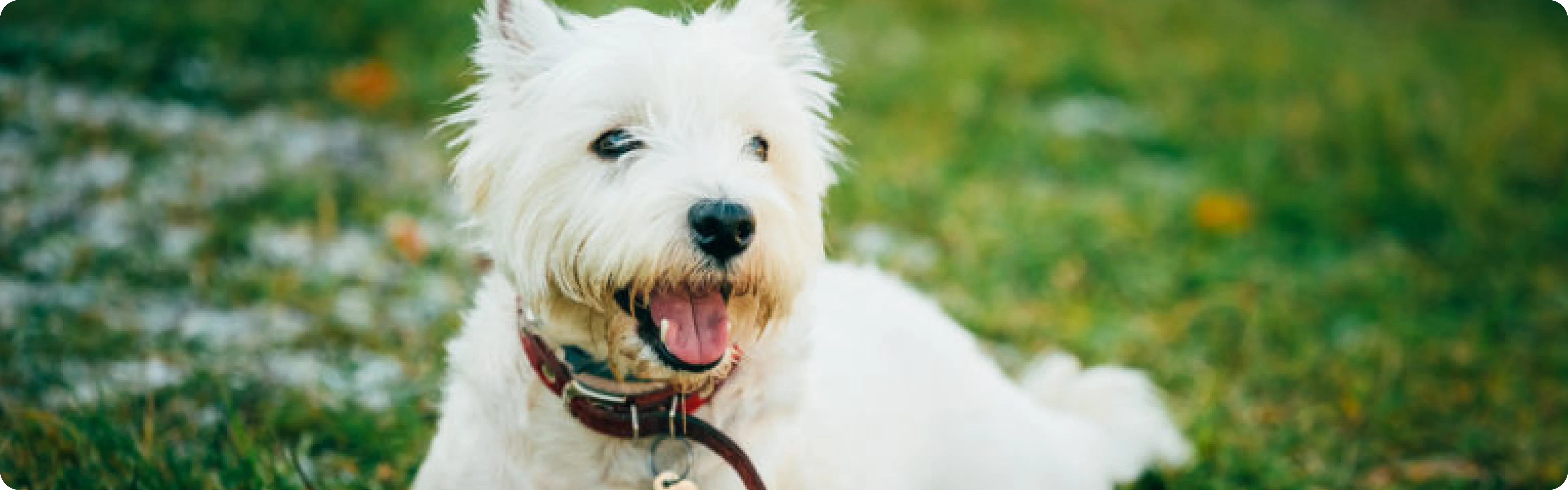 West Highland Terrier