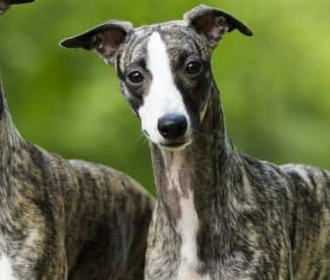 Whippet