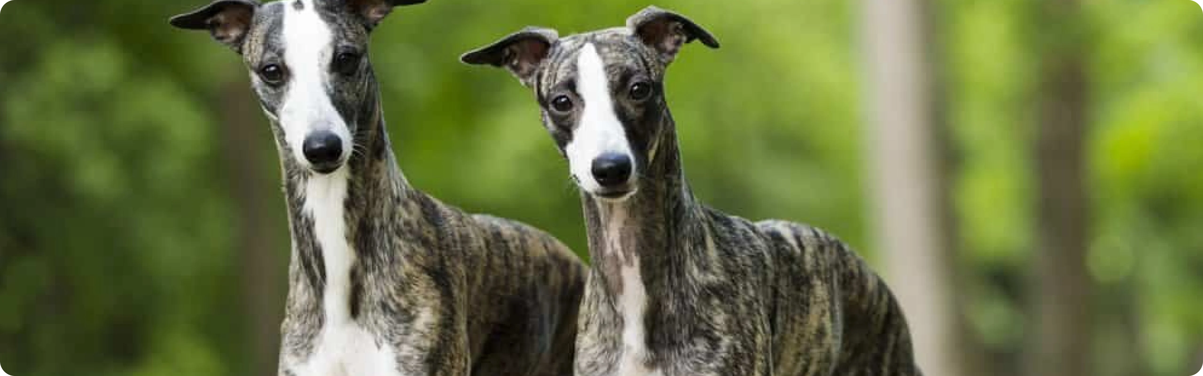 Whippet