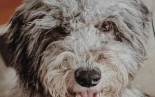 The Whoodle is a fun-loving mix of Soft Coated Wheaten Terrier and Poodle—smart, hypoallergenic, and full of playful energy. Great for active families.