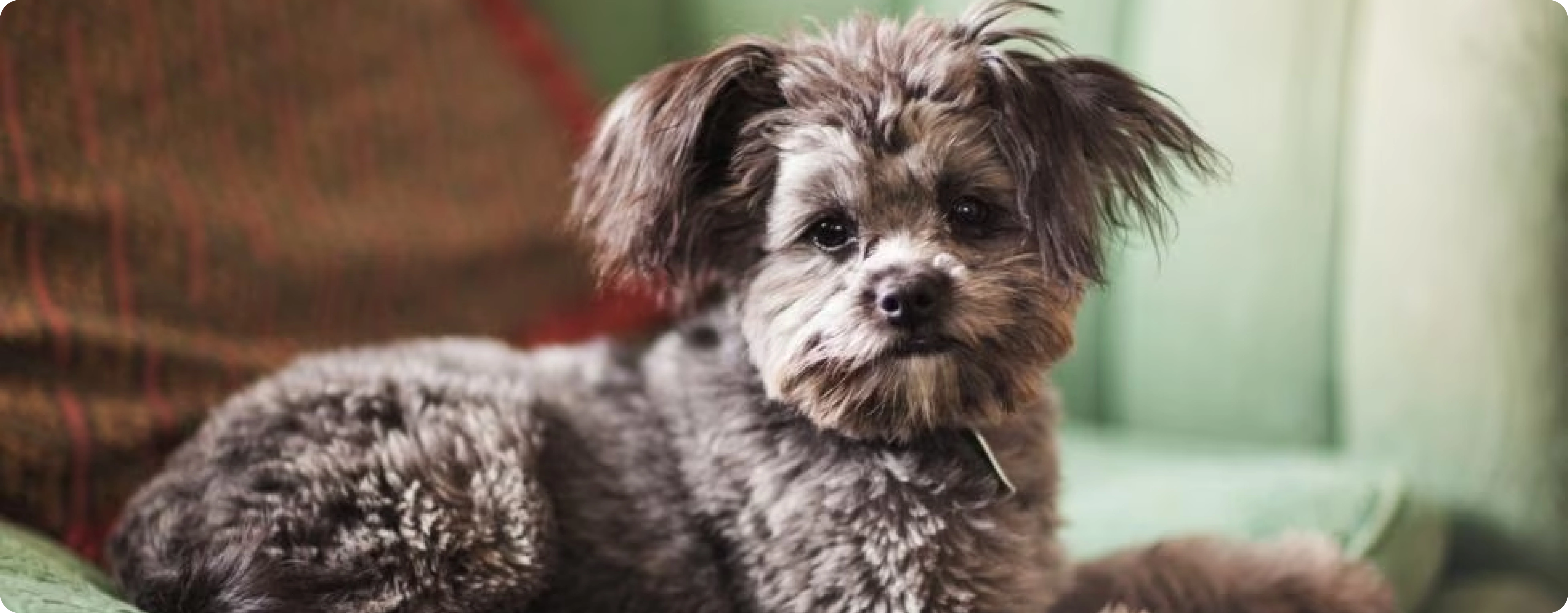 Yorkiepoo