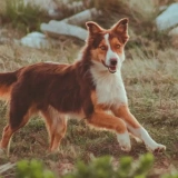 Active dogs