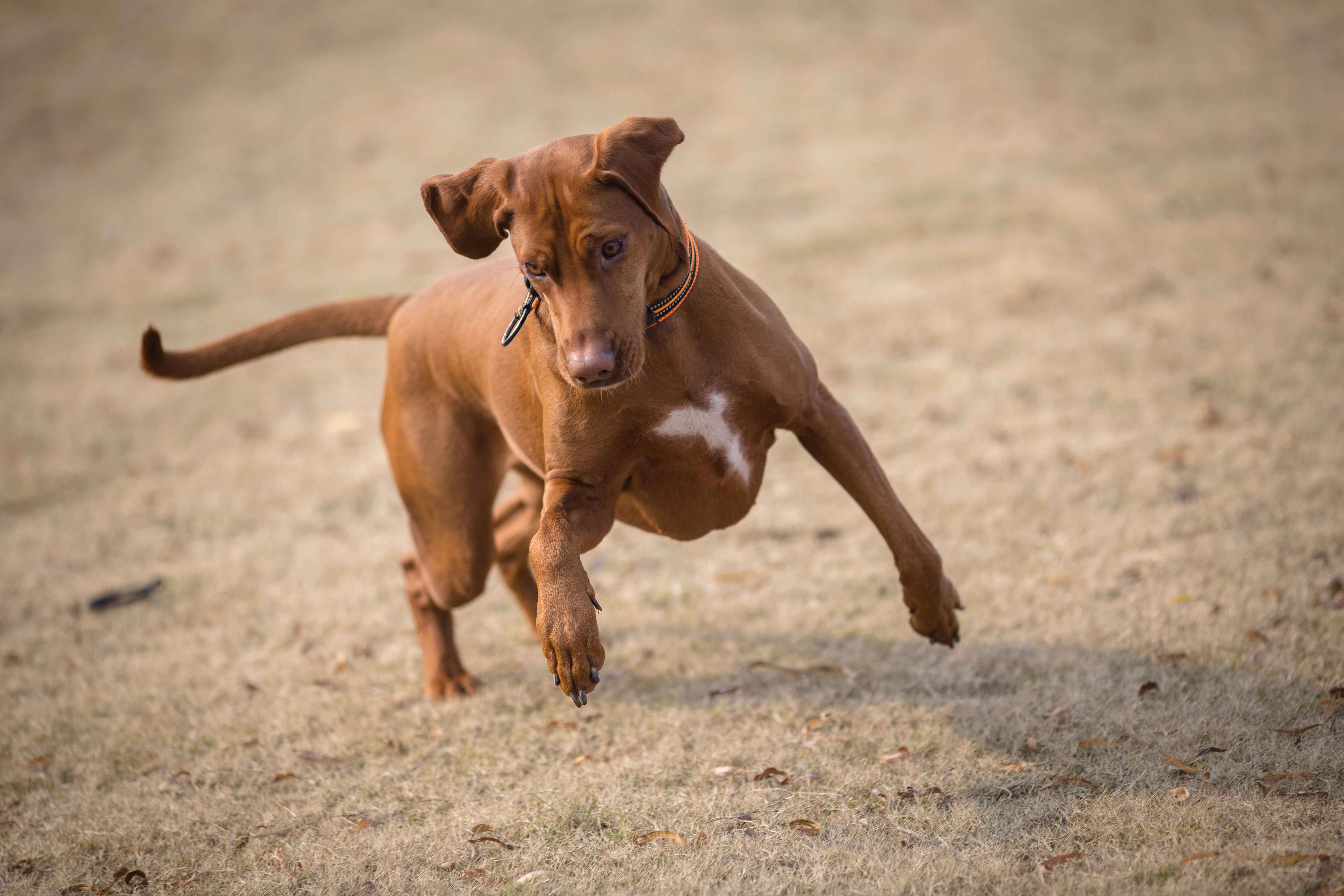 Active dogs