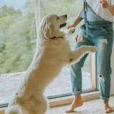 Family dogs