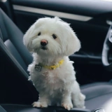 Hypoallergenic dogs